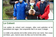 colvert