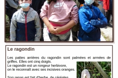 ragondin